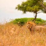 mejor epoca safari Tanzania